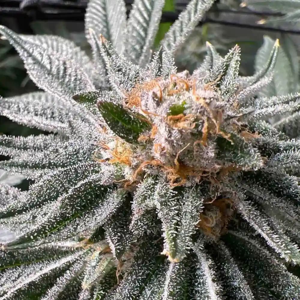 Miami runtz strain Benefits for Relaxation and Creative Vibes