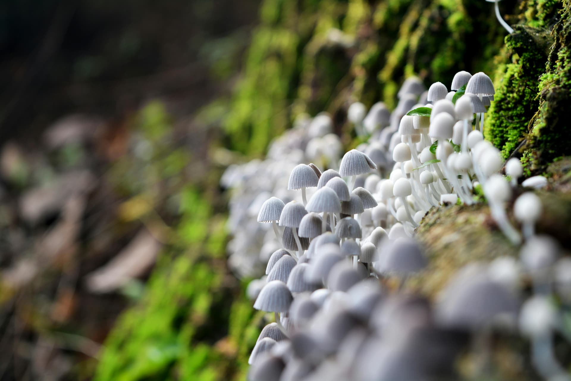 UNDERSTANDING MUSHROOM TYPES AND THEIR CULINARY ROLES