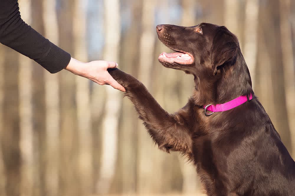 Dog Training for Bad Behavior That Really Works